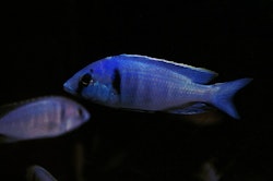 Placidochromis Electra
