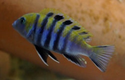 Cynotilapia afra Cobue