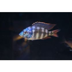 Placidochromis johnstoni solo