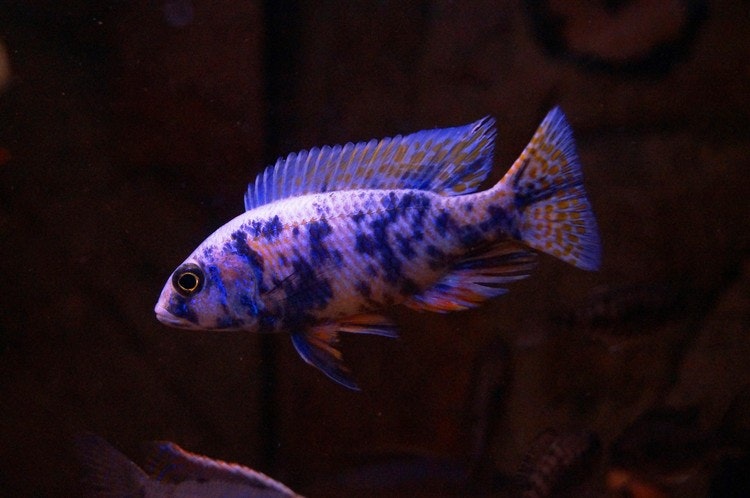 Sciaenochromis fryeri MC/OB