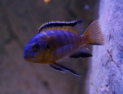 Tropheops makokola reef