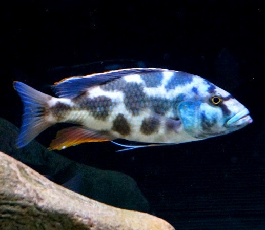 Nimbochromis livingstonii