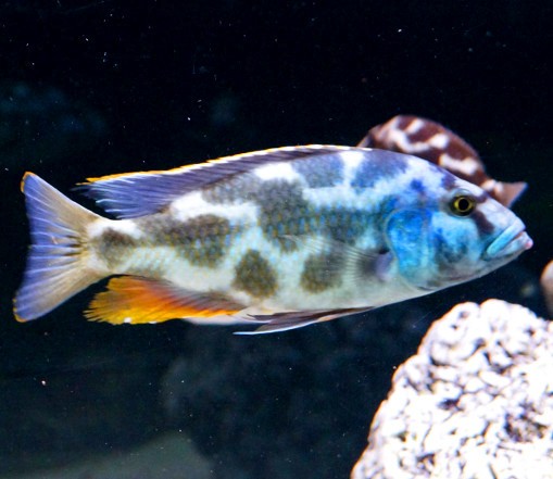 Nimbochromis livingstonii A