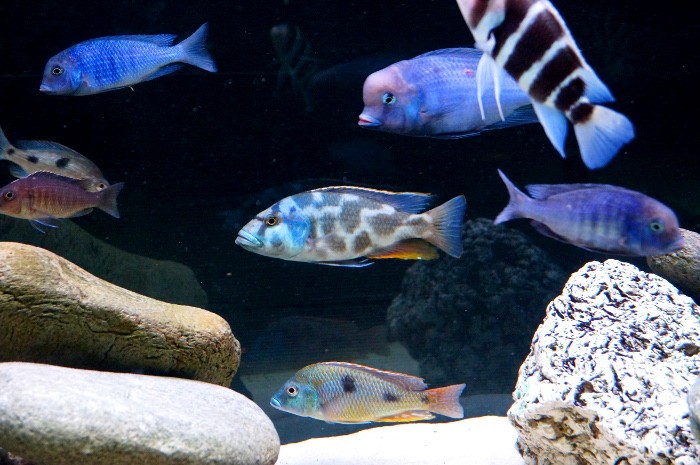 Nimbochromis livingstonii B
