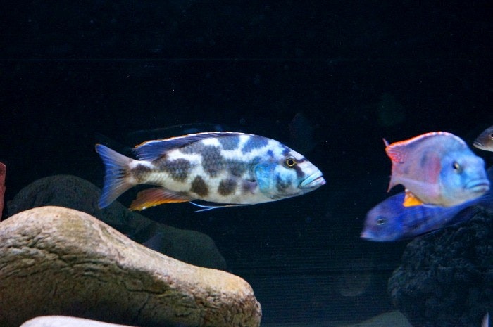 Nimbochromis livingstonii C