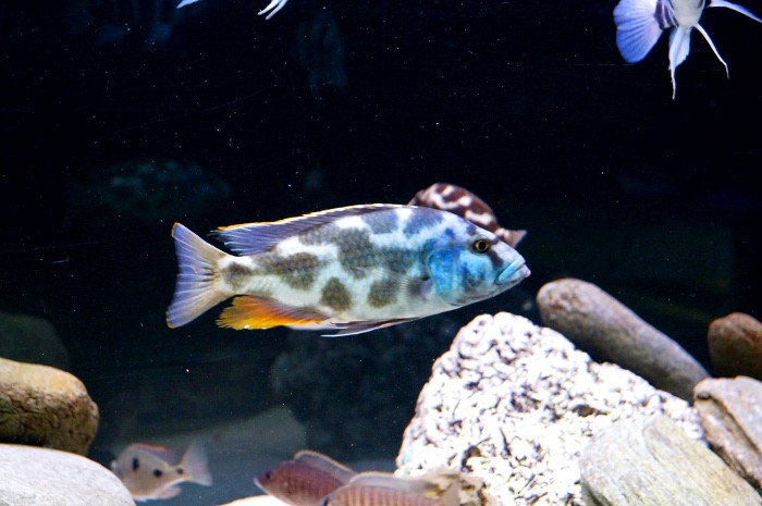 Nimbochromis livingstonii D