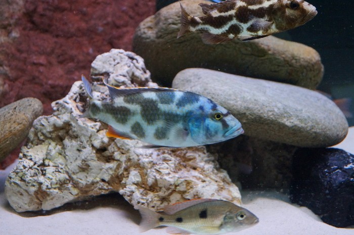 Nimbochromis livingstonii E