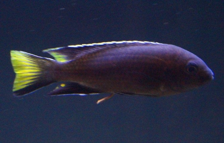 Pseudotropheus acei "Tanzania"