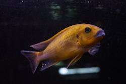 Pseudotropheus williamsi "blue lips"