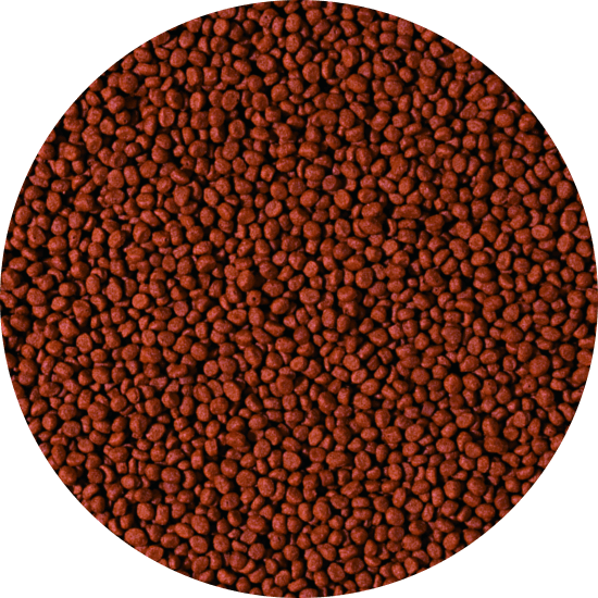 CARNIVORE - small pellet 1000 ml B