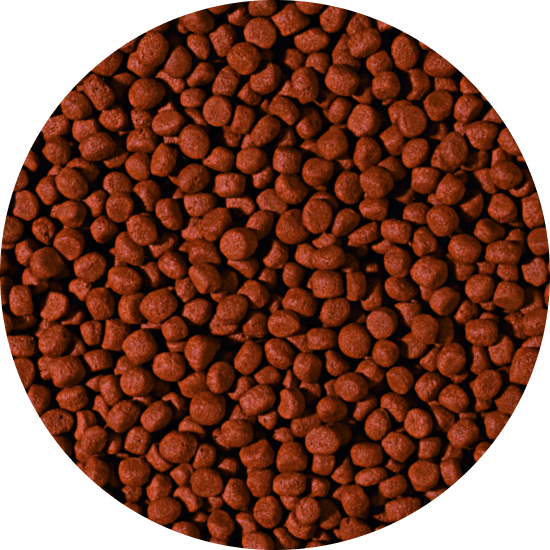 CARNIVORE - medium pellet 5 liter B