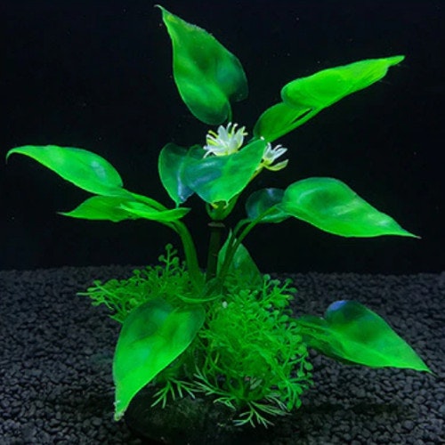 Plastväxt Anubias 13 cm