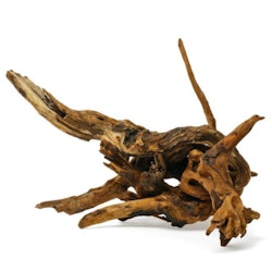 Mangroverot Small 15-25 cm