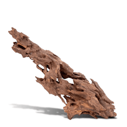 Honeycombed - Mangroverot Small 12-20 cm