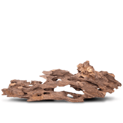 Honeycombed - Mangroverot Small 12-20 cm