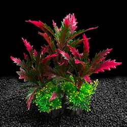 Plastväxt Pinnatifida red 17 cm