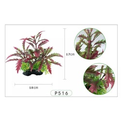 Plastväxt Pinnatifida red 17 cm