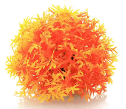 Mossboll Orange Stor - Taxiphyllum Barbieri