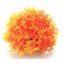 Mossboll Orange Liten - Taxiphyllum Barbieri
