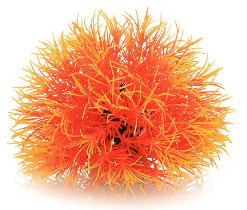 Mossboll Orange Liten - Taxiphyllum Alternans