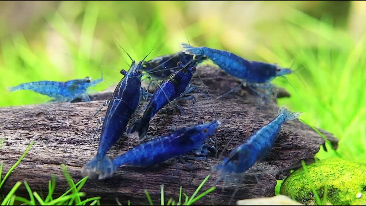 Neocaridina Davidi - Blue dream