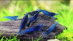 Neocaridina Davidi - Blue dream