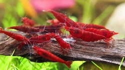 Neocaridina Davidi - Bloody Mary