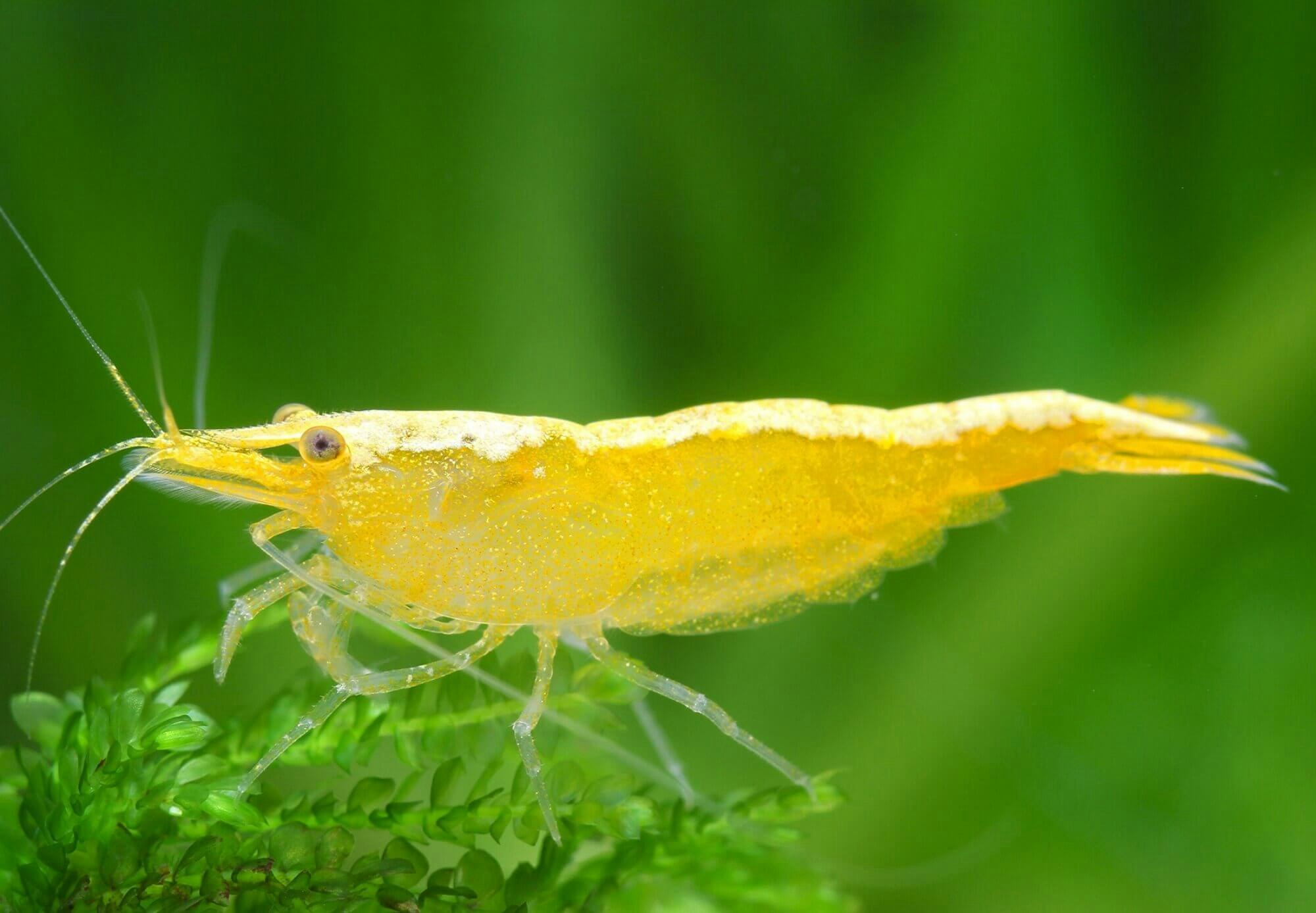 Neocaridina Davidi - Yellow neon stripe