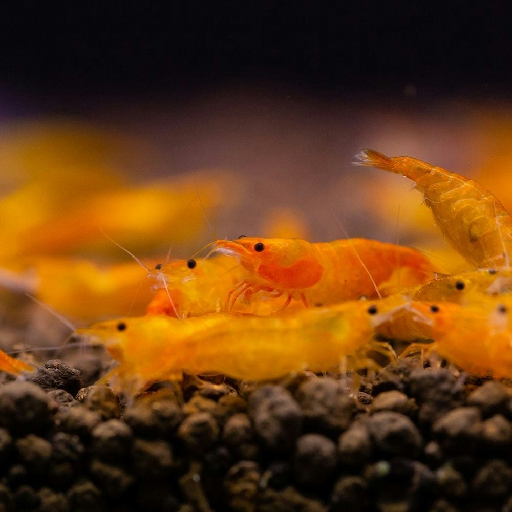 Neocaridina Davidi - Orange sakura