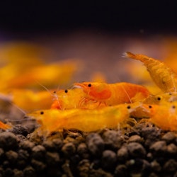 Neocaridina Davidi - Orange sakura