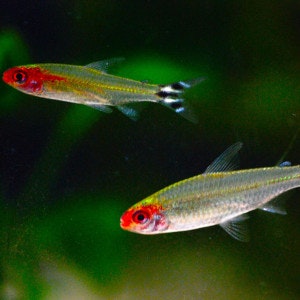 Petitella georgiae - Rödmunstetra