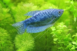 Trichopodus trichopterus - Blå gurami