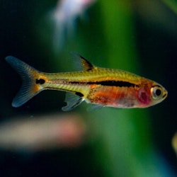 Boraras urophthalmoides - Stjärtfläcksrasbora