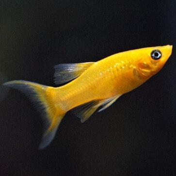 mollyfisk akvariefisk sällskapsfisk guldmolly molly