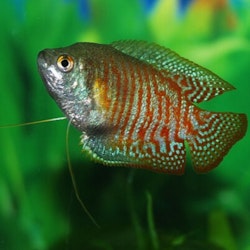 Trichogaster lalius - Dvärggurami