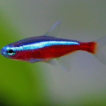 Kardinaltetra Akvariefisk Tetra sällskapsfisk neontetra