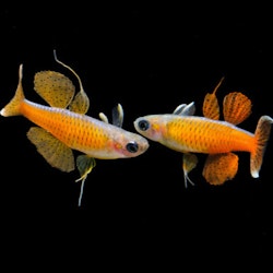 Pseudomugil luminatus - Röd neonregnbåge