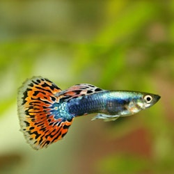 Poecilia Reticulata - Guppy King Cobra röd