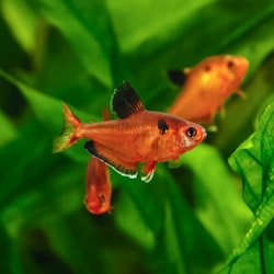 Hyphessobrycon eques - Serpaetetra