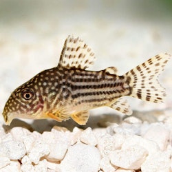 Corydoras sterbai - Sterba´s pansarmal
