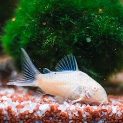 Corydoras Albino - Albino pansarmal