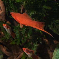 Xiphophorus hellerii  - Svärdbärare