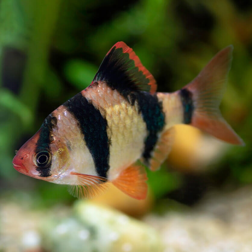 tigerbarb sällskapsfisk akvariefisk barb barbus puntigrus