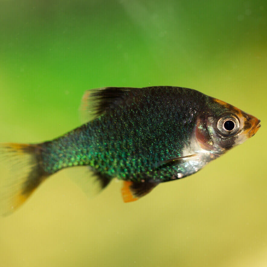 tigerbarb grön akvariefisk sällskapsfisk akvariebutik skåne barb barber barbfisk