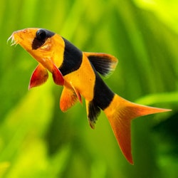 Chromobotia macracanthus - Praktbotia