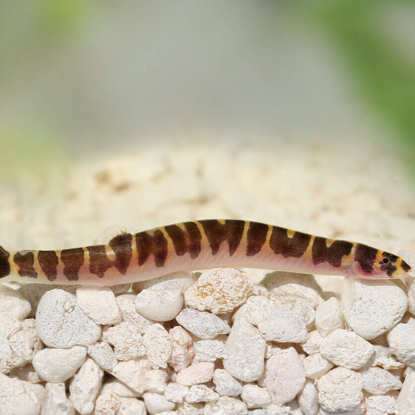 kuhlii ål loach pangio bottenfisk akvarium sällskapsfisk akvariefisk fiskar