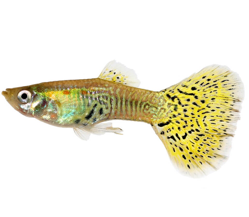 Poecilia Reticulata - Guppy Yellow Cobra