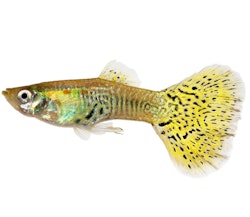 Poecilia Reticulata - Guppy Yellow Cobra