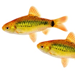 Barbodes semifasciolatus, var. 'guld' - Guld/mässing-barb