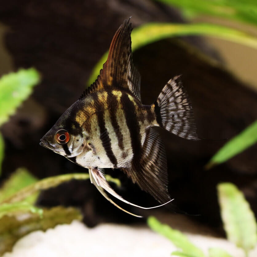 Pterophyllum Scalare - Tiger Marble angelfish